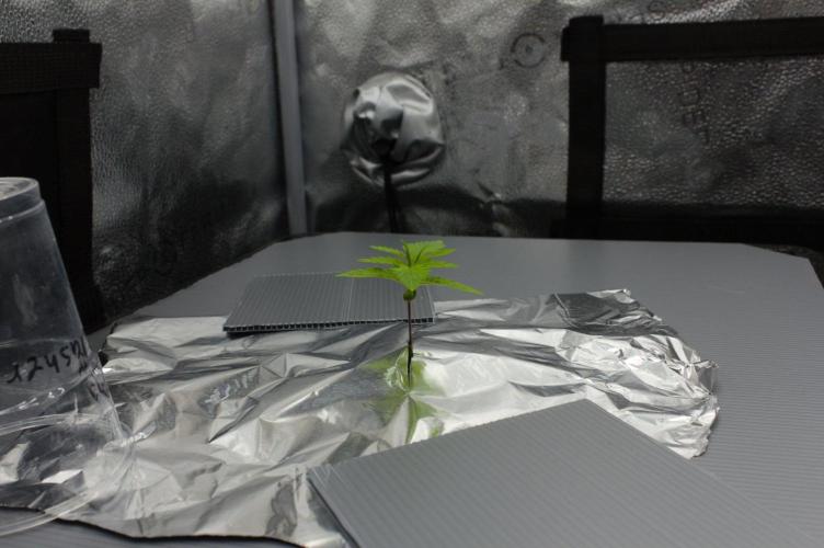Wedding Crasher Chronic&Caviar. Week 2 - Day 14