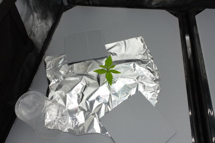 Wedding Crasher Chronic&Caviar. Week 2 - Day 14
