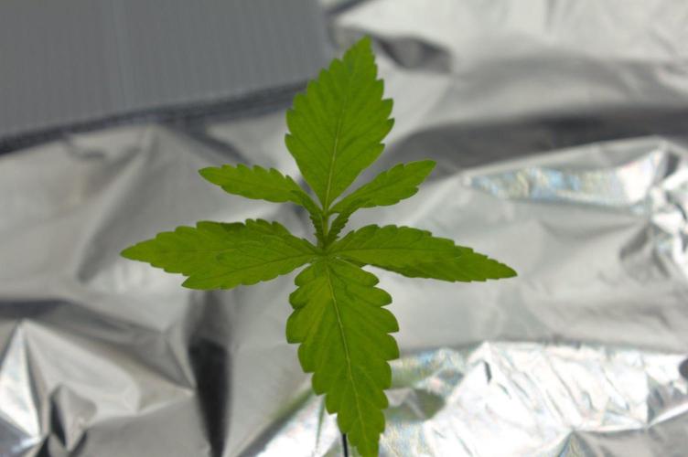 Wedding Crasher Chronic&Caviar. Week 2 - Day 14