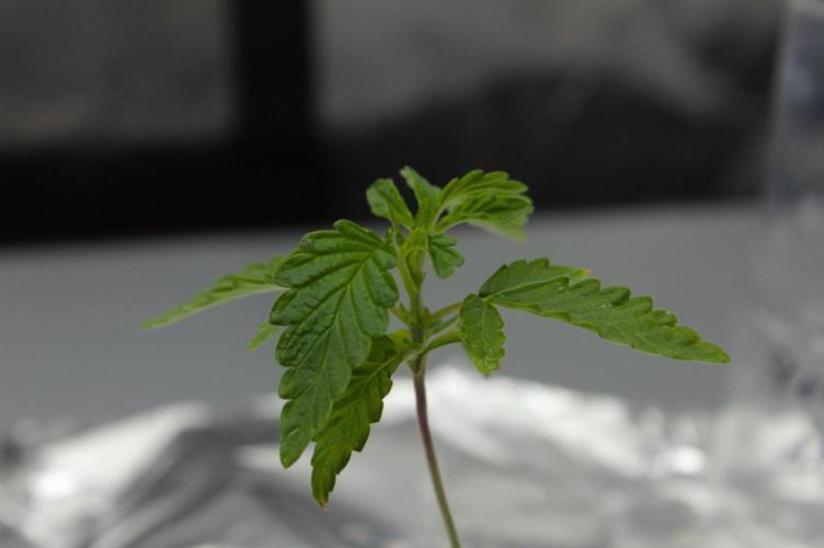 Sour Sherb Sensi Seeds. Week 2 - Day 14
