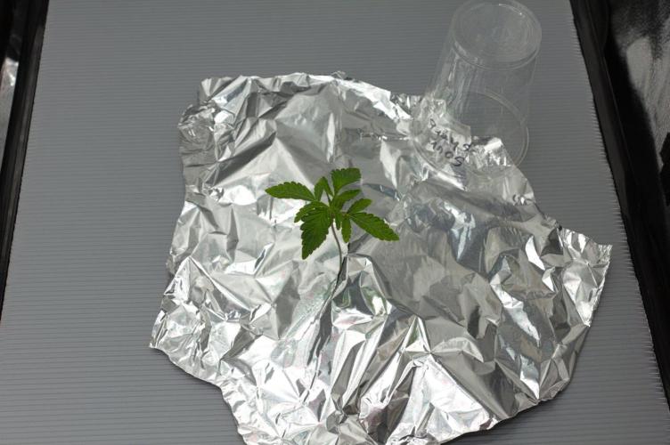 Sour Sherb Sensi Seeds. Week 2 - Day 14