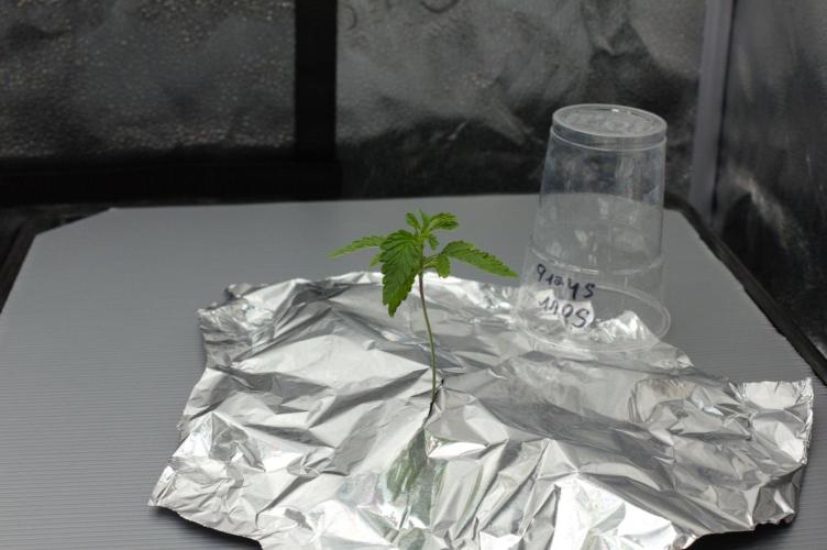 Sour Sherb Sensi Seeds. Week 2 - Day 14