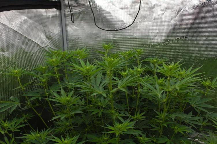 Lemon Z Dutch Passion. Week 8 - Day 7