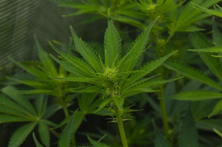 Lemon Z Dutch Passion. Week 8 - Day 7