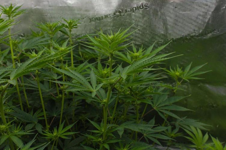 Lemon Z. Week 8