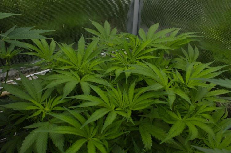 Forbidden Orange HappyPlant420. Week 8 - Day 7