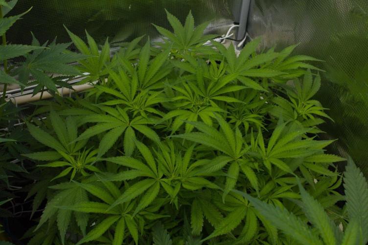 Forbidden Orange HappyPlant420. Week 8 - Day 7