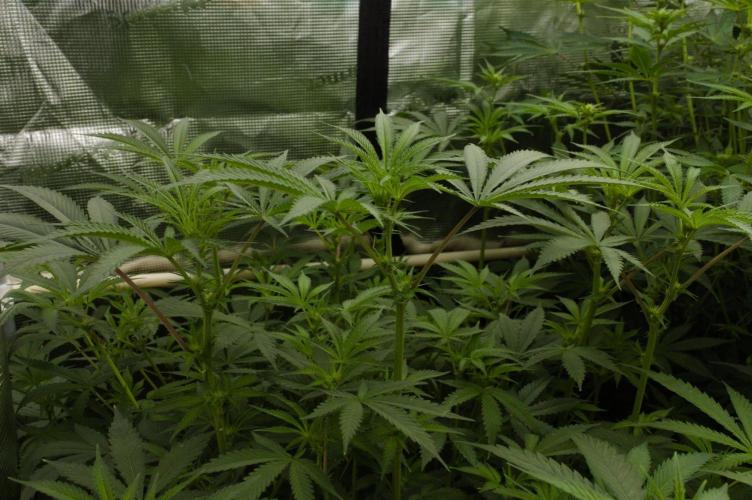 Pink Banana Runtz Dutch Passion. Week 8 - Day 7