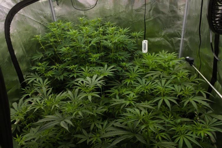 Orangu Tangie Monkey Genetics. Week 8 - OT front right.