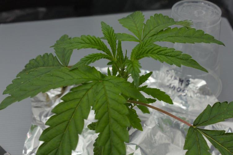Sour Sherb Sensi Seeds. Week 3 - Day 21