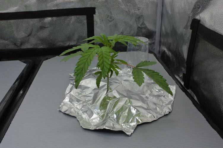 Sour Sherb Sensi Seeds. Week 3 - Day 21