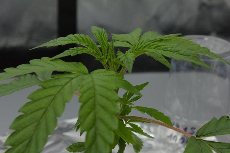 Sour Sherb Sensi Seeds. Week 3 - Day 21