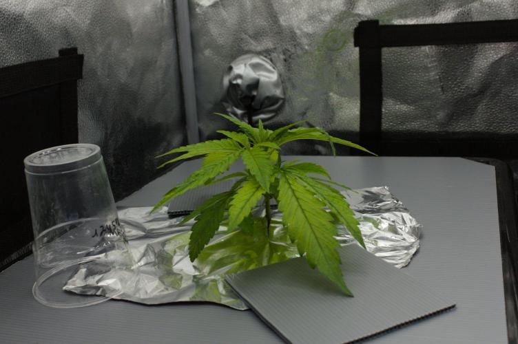 Wedding Crasher Chronic&Caviar. Week 3 - Day 21