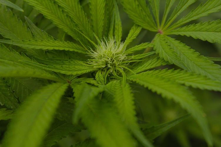 Forbidden Orange HappyPlant420. Week 9 - Day 14
