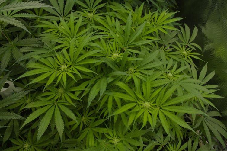 Forbidden Orange HappyPlant420. Week 9 - Day 14