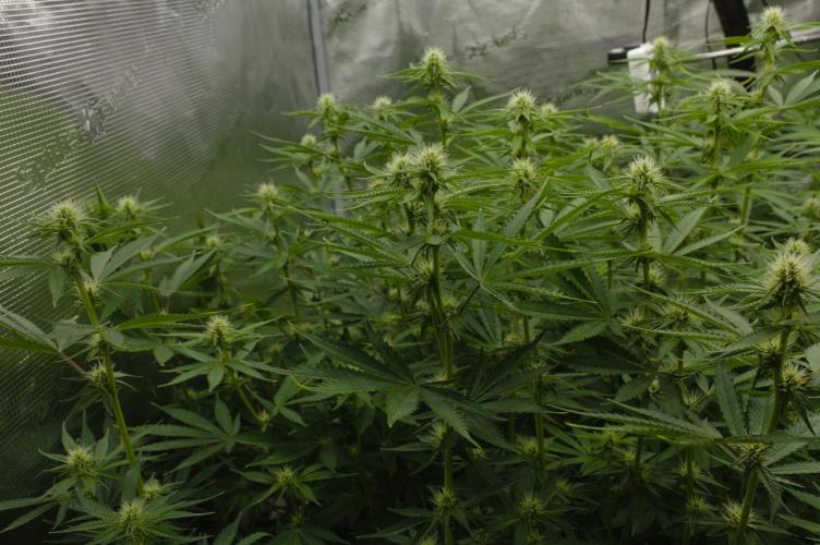 Lemon Z Dutch Passion. Week 9 - Day 14