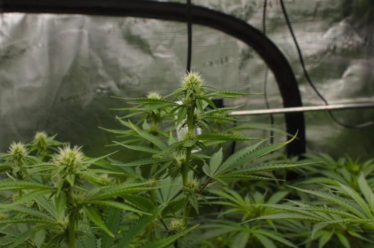 Lemon Z Dutch Passion. Week 9 - Day 14