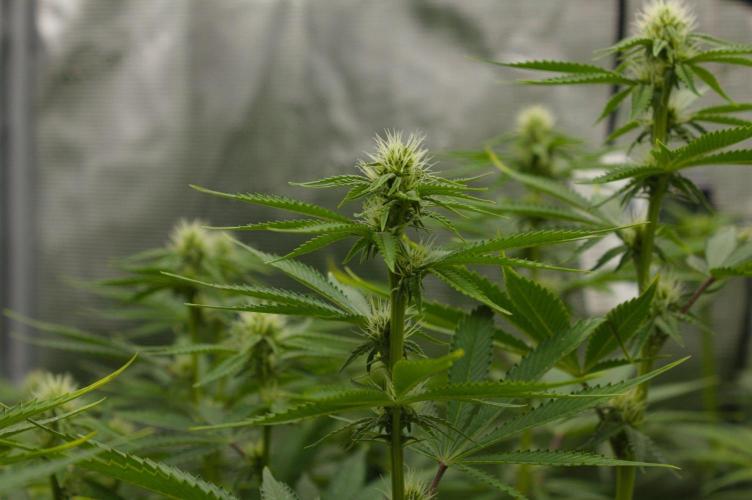 Lemon Z Dutch Passion. Week 9 - Day 14