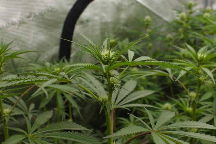 Pink Banana Runtz Dutch Passion. Week 9 - Day 14