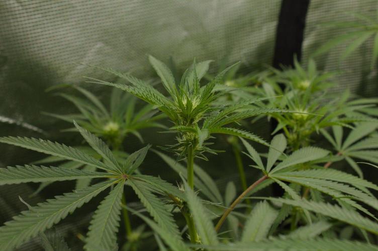 Pink Banana Runtz Dutch Passion. Week 9 - Day 14