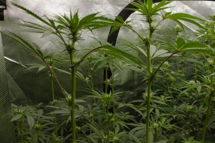 Pink Banana Runtz Dutch Passion. Week 9 - Day 14