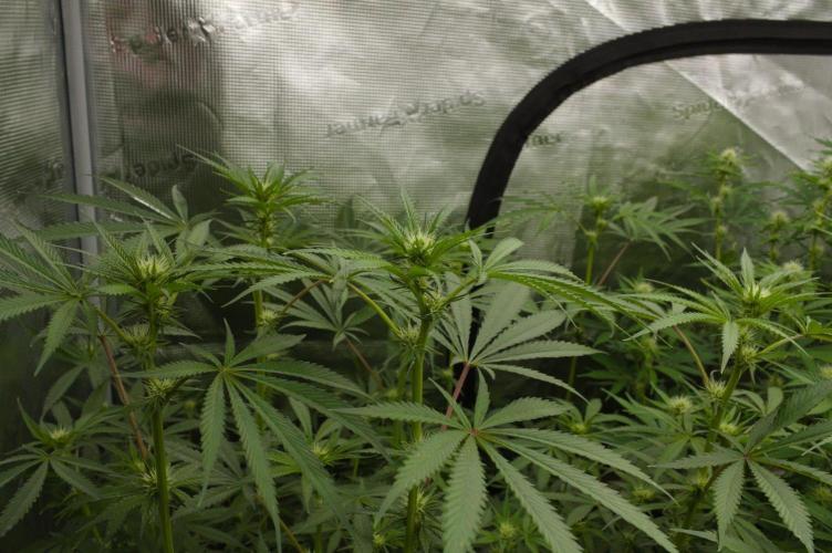Pink Banana Runtz Dutch Passion. Week 9 - Day 14