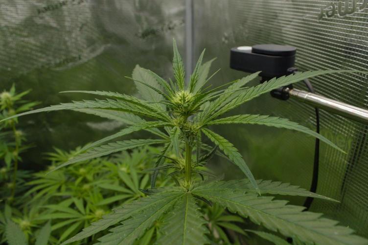 Orangu Tangie Monkey Genetics. Week 9 - Day 14