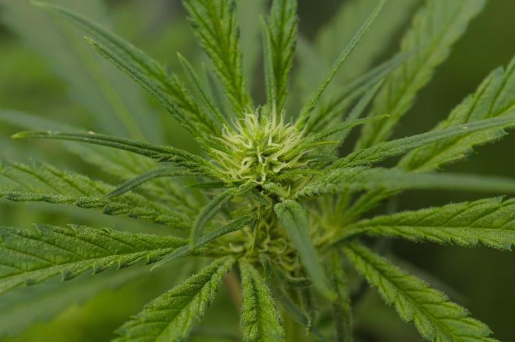 Orangu Tangie Monkey Genetics. Week 9 - Day 14