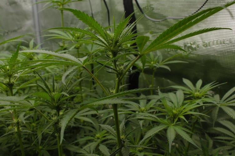 Orangu Tangie Monkey Genetics. Week 9 - Day 14