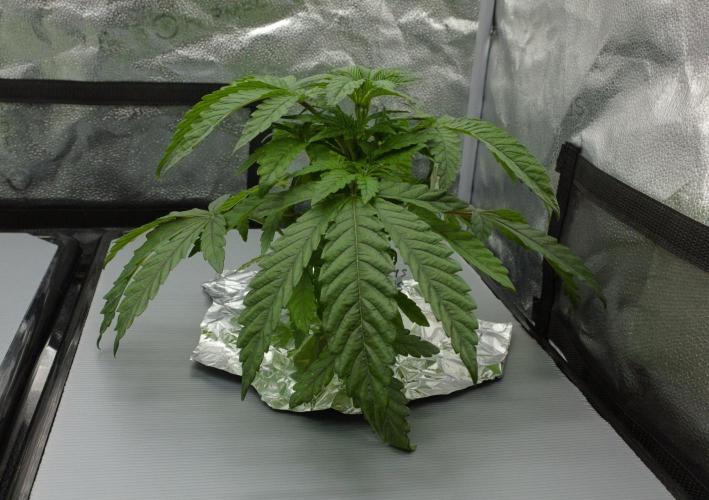 Sour Sherb Sensi Seeds. Week 4 - Day 28