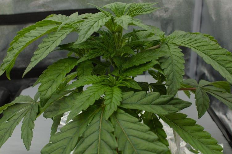 Sour Sherb Sensi Seeds. Week 4 - Day 28