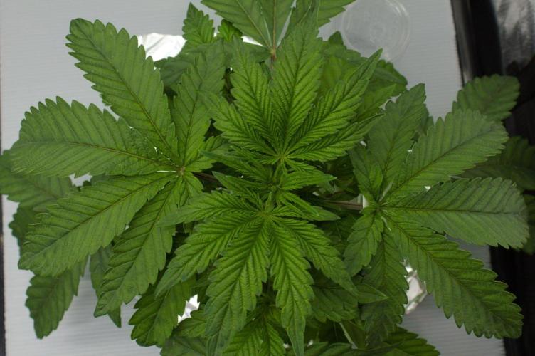 Sour Sherb Sensi Seeds. Week 4 - Day 28