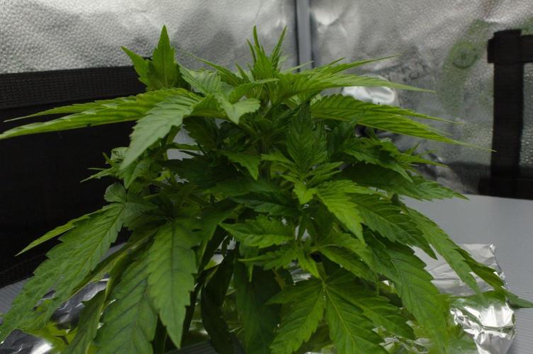 Wedding Crasher Chronic&Caviar. Week 4 - Day 28