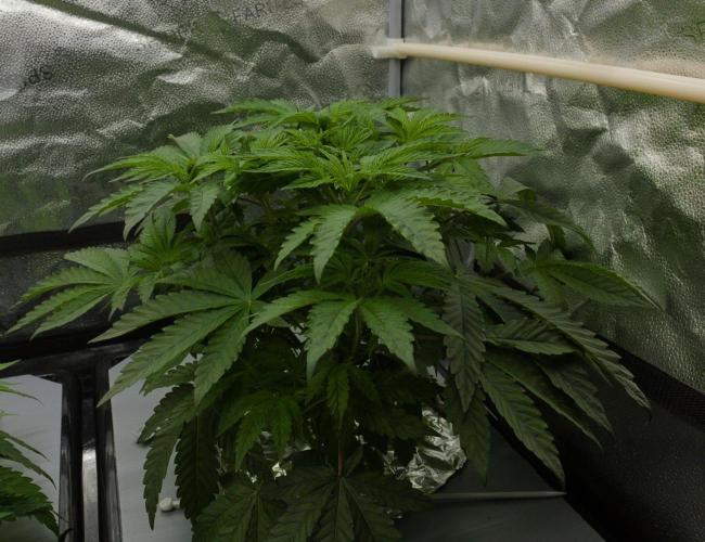 Sour Sherb Sensi Seeds. Week 5 - Day 35