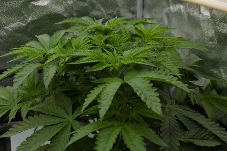 Sour Sherb Fem. Week 5
