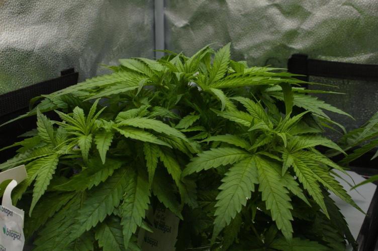 Wedding Crasher Chronic&Caviar. Week 5 - Day 35