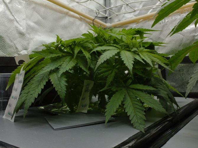 Wedding Crasher Chronic&Caviar. Week 5 - Day 35