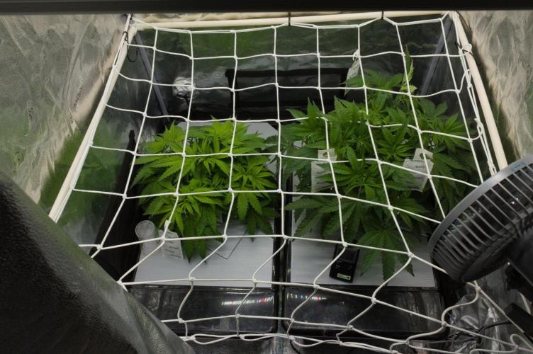 Sour Sherb Fem. Week 5