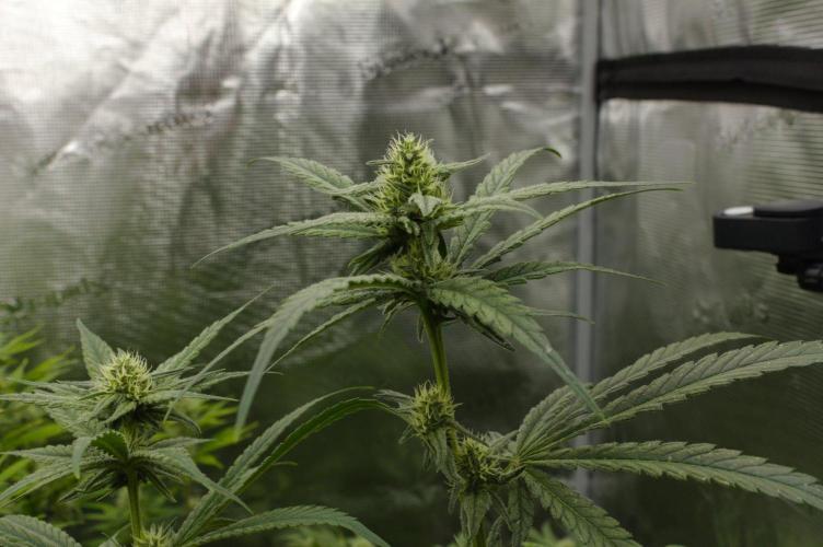 Orangu Tangie Monkey Genetics. Week 10 - Day 21