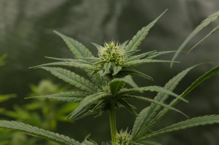 Orangu Tangie Monkey Genetics. Week 10 - Day 21