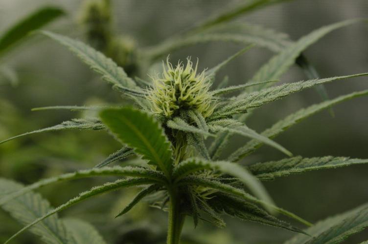 Orangu Tangie Monkey Genetics. Week 10 - Day 21