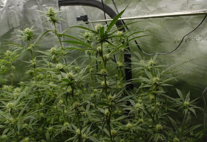 Orangu Tangie Monkey Genetics. Week 10 - Day 21