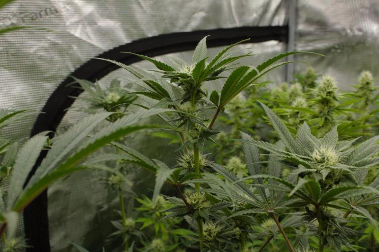 Pink Banana Runtz Dutch Passion. Week 10 - Day 21