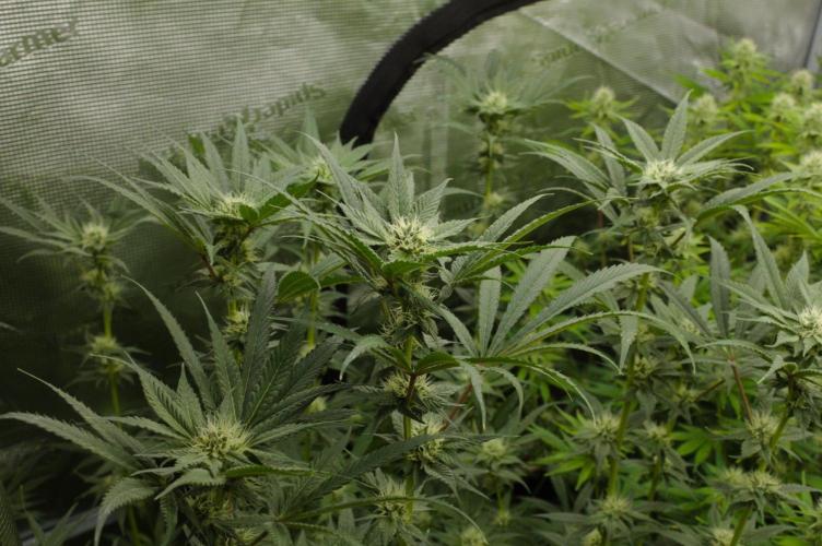 Pink Banana Runtz Dutch Passion. Week 10 - Day 21