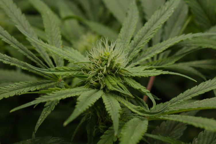 Forbidden Orange HappyPlant420. Week 10 - Day 21