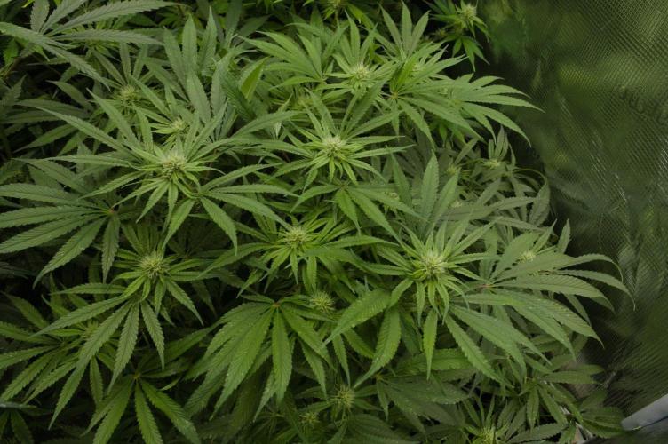 Forbidden Orange HappyPlant420. Week 10 - Day 21