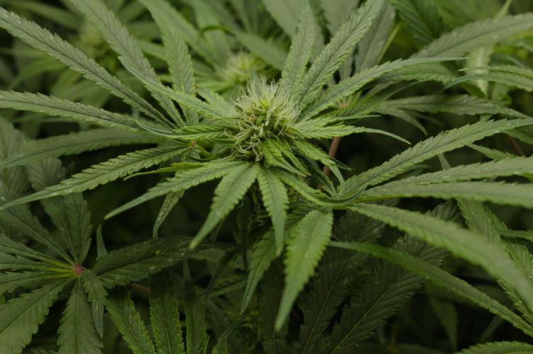 Forbidden Orange HappyPlant420. Week 10 - Day 21