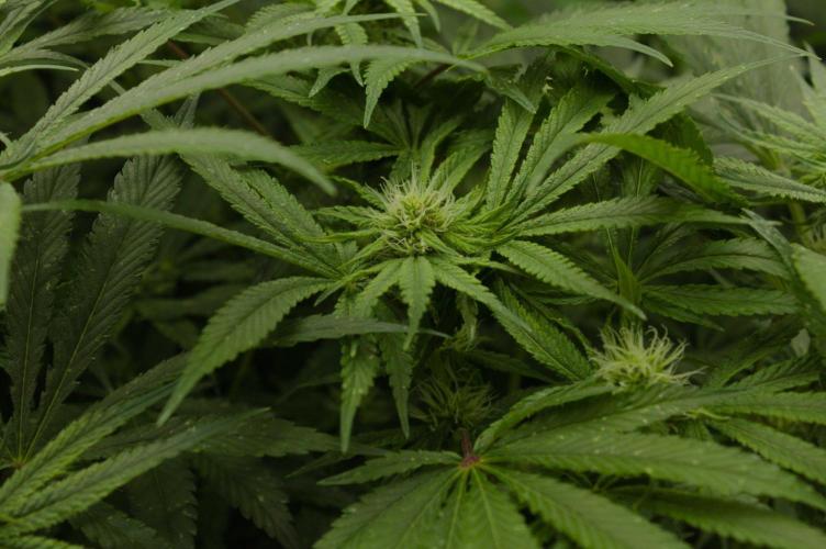 Forbidden Orange HappyPlant420. Week 10 - Day 21