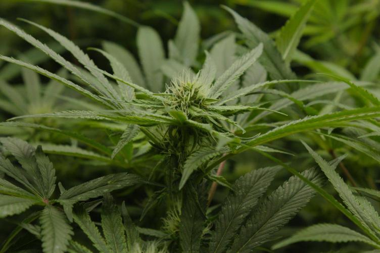 Forbidden Orange HappyPlant420. Week 10 - Day 21