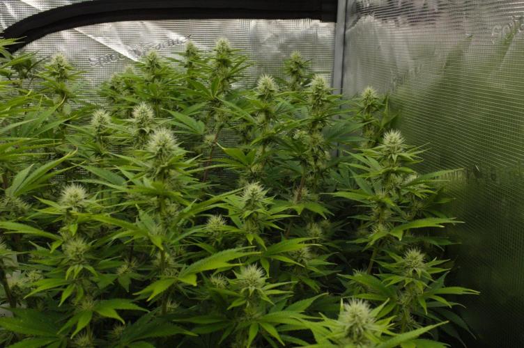 Lemon Z Dutch Passion. Week 10 - Day 21